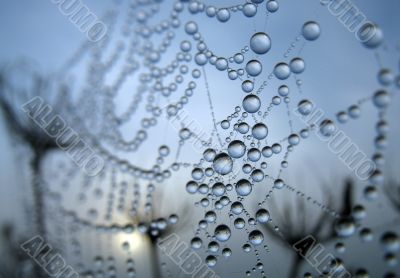 spiderweb