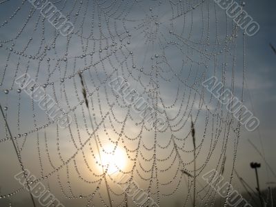 spiderweb