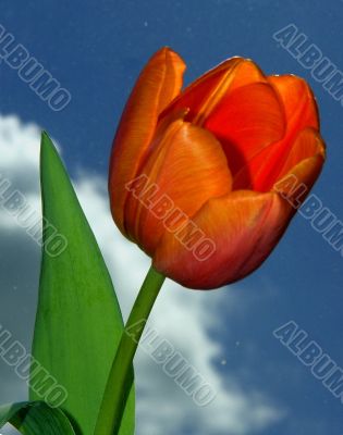 Beautiful Tulip