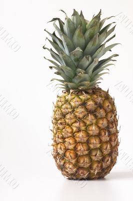 pineapple right on white
