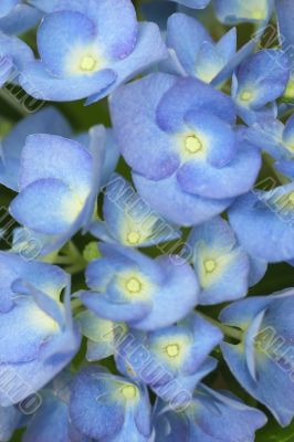 blue flowers of hydrangea