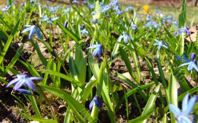 Snowdrops