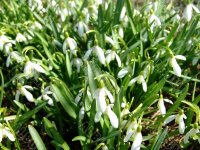 Snowdrops 2