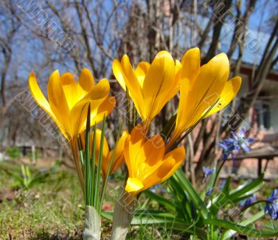 Yellow crocus