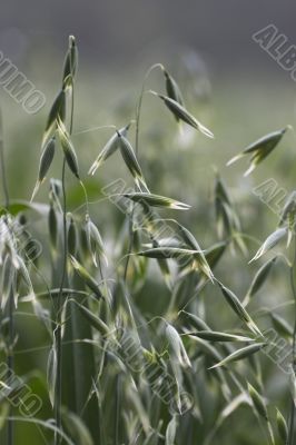 close up of oat