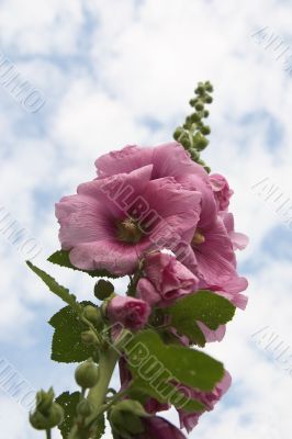 pink hollyhock with clouds