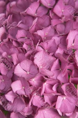 pink hortensia