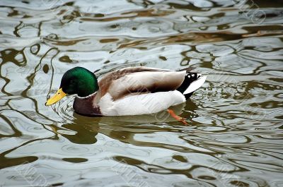 duck in water