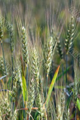 Grain field