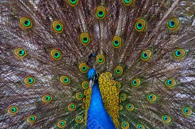 peacock