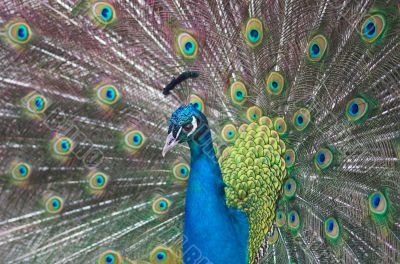 peacock
