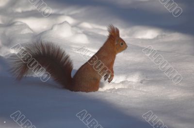 sqirrel in winter