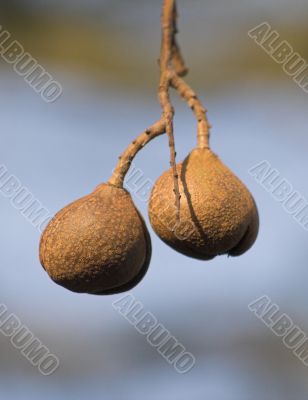 nuts with blurry background