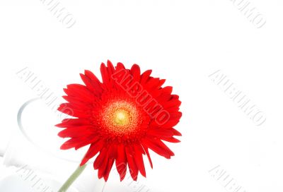 Red flower on a vase