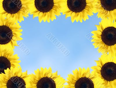 sunflower frame