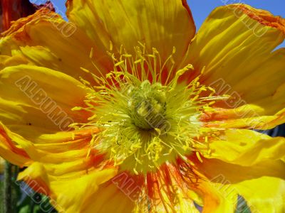 Closeup of yellow poppy