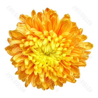 Chrysanthemum - 1