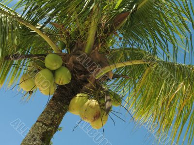 Coconut tree - 1