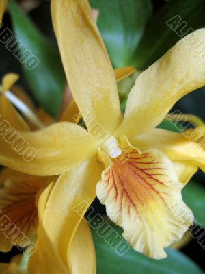 Dendrobium stardust orchid