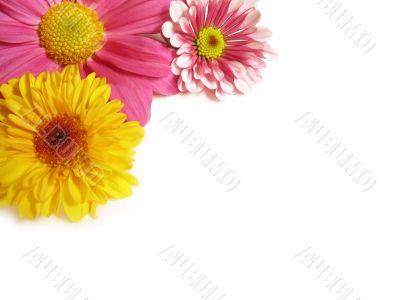 Flower corner - 1