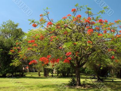 Royal Poinciana in bloom - 1