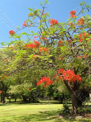 Royal Poinciana in bloom - 2