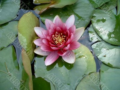 Water lily