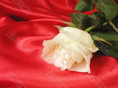 White rose on red satin