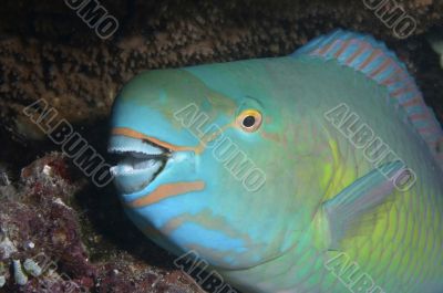 parrotfish wants to sleep