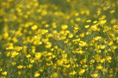 endless field of yellow flowers