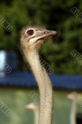 ostriches