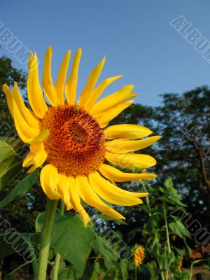 Sunflower