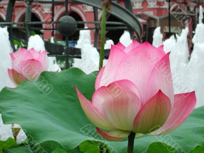 water lily
