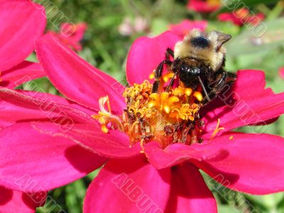bee on pink flower