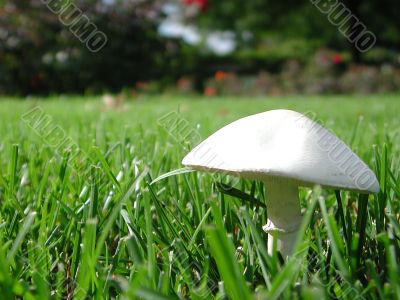 White mushroom
