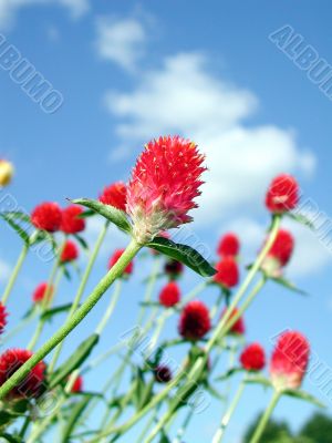 Red flowers
