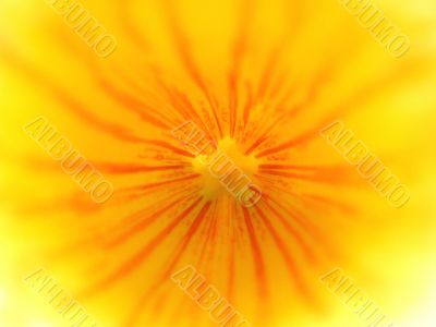 Yellow flower interior