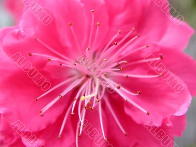 Peach blossom close up