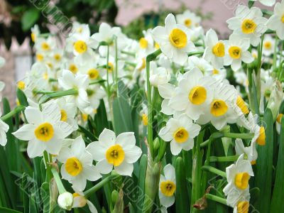 Daffodils