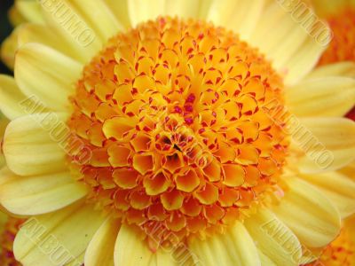 yellow daisy
