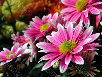 pink daisy