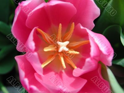 tulip  interior
