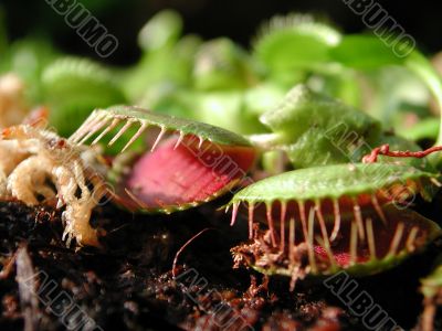 Venus fly trap