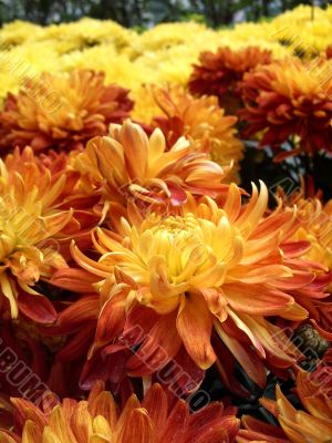chrysanthemum