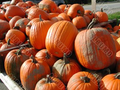 a pattern of big pumpkins