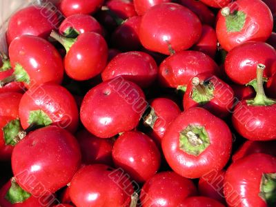 radishes