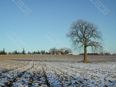 Lonely tree in the farmland