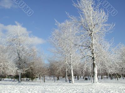 New fallen snow