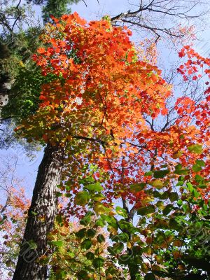 maple colors