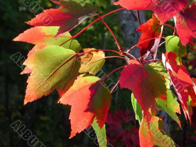 Maple leaves